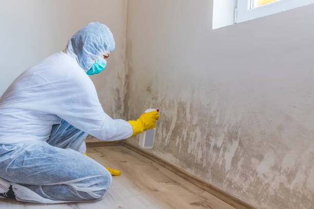 Licensed Attic Mold Removal service in Nashville, IL - WQB Mold Removal