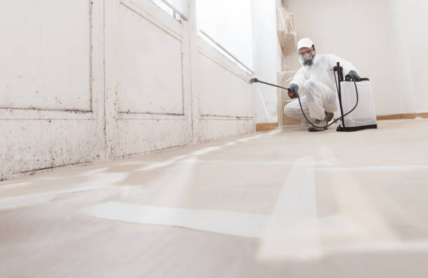 24/7 Emergency Attic Mold Removal experts in Nashville, IL