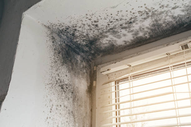 Affordable Attic Mold Removal solutions in Nashville, IL