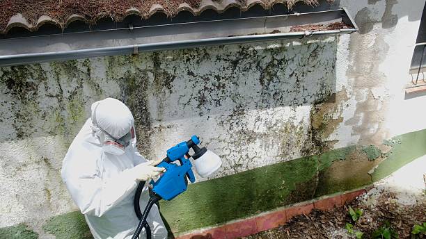 Top rated local Attic Mold Removal specialists in Nashville, IL